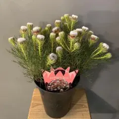 2026年最新】セルリアの人気アイテム - メルカリ