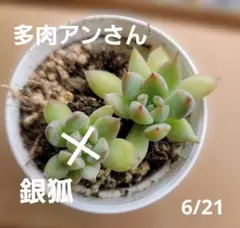 多肉植物 銀狐 多肉アン 抜き苗 1つのサムネイル