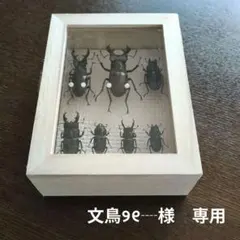 2025年最新】ヒラタクワガタ 標本の人気アイテム - メルカリ