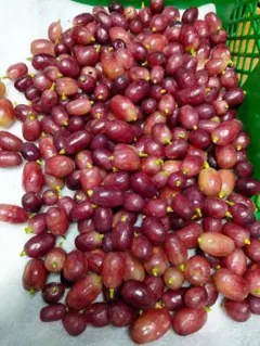 訳ありあり予約】⑱長野県産クイーンセブン約2kg【メルカリ便】 - メルカリ