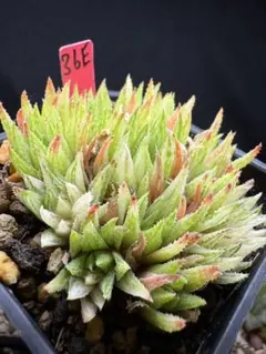 23e 多肉植物 ハオルチア スプリング錦糊斑 自家繁殖 鉢植え発送