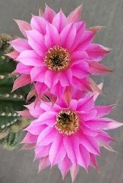 ヴァイオレットアイ 大輪咲花サボテン エキノプシス属 群開花 カキコ