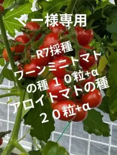 3721 R7採種ワーンミニトマトの種 １０粒アロイトマト ２０粒+αのセット