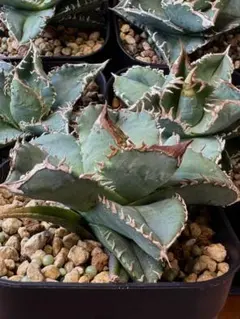 アガベ 龍球会　ワニガメ　鰐亀 アガベ・チタノタ 鰐亀（芽）-001｜agave titanota alligator sna