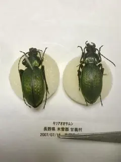 2025年最新】オサムシ 標本の人気アイテム - メルカリ