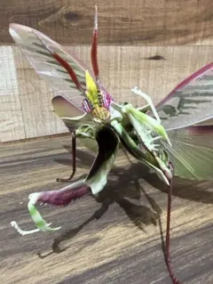 タマムシ飛翔標本 スラウェシのオーロラルリタマムシ - メルカリ