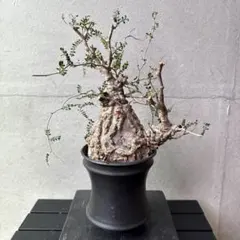 eureka potteryエウレカポタリ 検)バリエム カタチ製作所 Enriqueta Cepeda 「Vessel 2480」 #Scandinavia Craftsmen