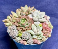 るりるり様 リクエスト 2点 まとめ商品