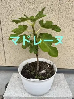 ブラックマデイラJFE Black Madeira ( JFE ) 挿し木苗 - メルカリ