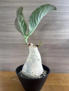 キフォステンマ バイネシー