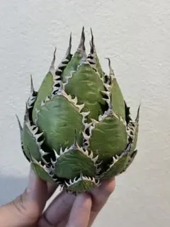 2026年最新】アガベ ホリダ 子株の人気アイテム - メルカリ