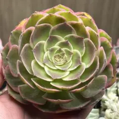 アエオニウム 瑠璃翡翠(自然群生) 変異芽あり 法師錦 多肉植物 - メルカリ