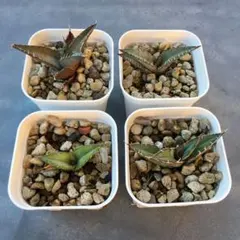 2025年最新】アガベまとめ売りの人気アイテム - メルカリ