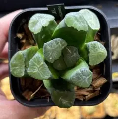 f*i様 ハオルチア 万象（Haworthia maughanii）