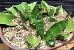 ☆S-14 超稀少 サンスベリア スノーホワイト 斑入り メルカリ発送 2025年最新】スノーホワイト サンスベリアの人気アイテム - メルカリ