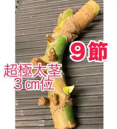 F*様 極太茎3㎝／脇芽（新芽）多数有／斑入り／ミント／デリシオーサ　モンステラのサムネイル