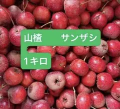 山査子 サンザシ 1キロ