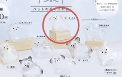 うちの子のけだまだま　プードル