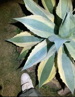 アガベ　オルカ　オバティフォリア　斑入り アガベ オバティフォリア オルカ 斑入り