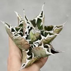 2026年最新】海王 アガベの人気アイテム - メルカリ