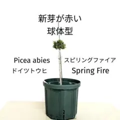 プンゲンストウヒ picea pungens シンボルツリー 苗 - メルカリ