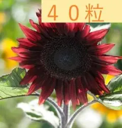 ぴょん様 リクエスト 5点 まとめ商品