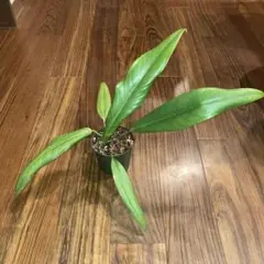 2026年最新】原種アンスリウムの人気アイテム - メルカリ