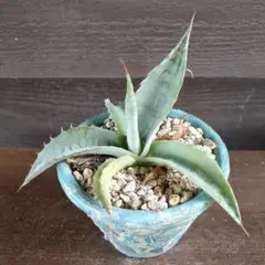 2025年最新】アガベモンタナの人気アイテム - メルカリ