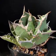 2025年最新】 アガベ シーザー セットの人気アイテム - メルカリ