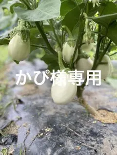 かぴ様専用です。