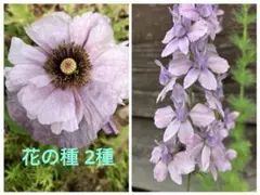 花の種 2種 ポピーアメージンググレイ＆ラークスパー アールグレイの種のサムネイル