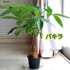 パキラ☆観葉植物☆観賞用☆ポットを含め高さ３７cmぐらい☆初心者にもお勧めです◎