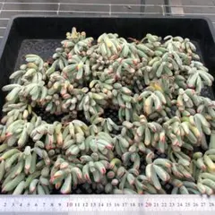 Top 多肉植物 2026-0324-MLJP022 セット エケベリア