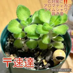 アロマティカス　ライムシャワー　G対策に‼️ 抜き苗　根付き　2本　こけしのサムネイル