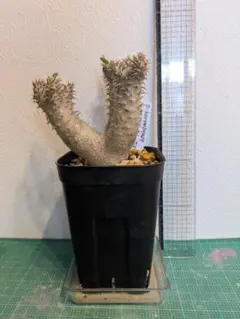 Y2様専用】サルコカウロン ムルチフィズム 実生苗 - メルカリ