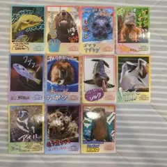 鳥羽水族館 トレカ まとめ売り - メルカリ