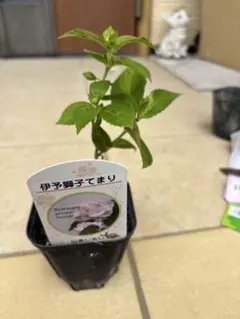 ポットごとヤマト便274】ヤマアジサイ 幼苗 伊予獅子てまり 山紫陽花