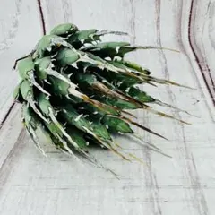 2025年最新】エボリスピナ 現地の人気アイテム - メルカリ