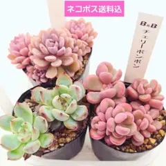 ぼのぼのさん苗 小蝶 札付き ポットごと発送(多肉、多肉植物) - メルカリ