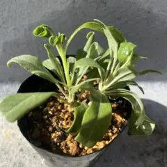 ホワイトセージ苗　２本　発根済み