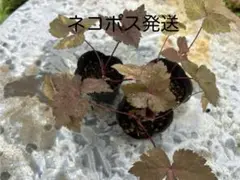 多肉植物 カランコエ ミラベラ 挿し木用枝10本以上 - メルカリ