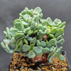 2025年最新】ケラリアピグマエアの人気アイテム - メルカリ