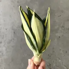 2025年最新】サンスベリア サンセベリア 観葉植物の人気アイテム