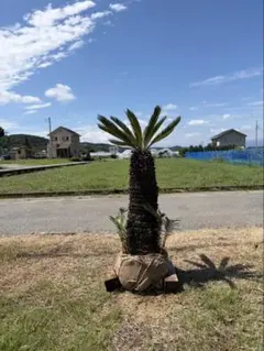 ソテツ『特大サイズ』近畿地方限定配達&植込み無料❗️その他地方の方
