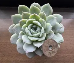 エケベリア♡アイス大福♡抜き苗♡大苗♡韓国苗♡多肉