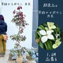 2026年最新】常緑ヤマボウシの人気アイテム - メルカリ