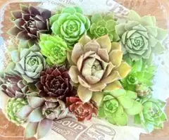 2026年最新】センペルビウム寄せ植えの人気アイテム - メルカリ