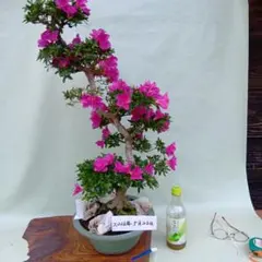 盆栽 皐月 華宝 鉢植え - メルカリ