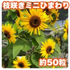 【数量限定】2025年　北海道　枝咲ミニひまわりの種　約50粒(d7)
