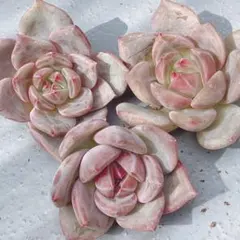 お取り置き中　只今タイムセール中！　どっしり　ピンクシャンパン　ピンクシャンペン 2025年最新】多肉植物 ピンクシャンペーンの人気アイテム - メルカリ